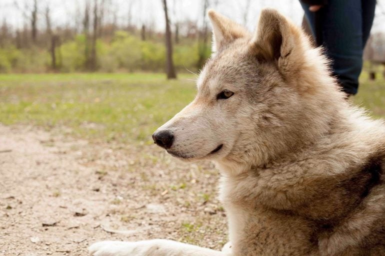 Tan and white wolf-dog rests on dirt path at Ohio Canid Center