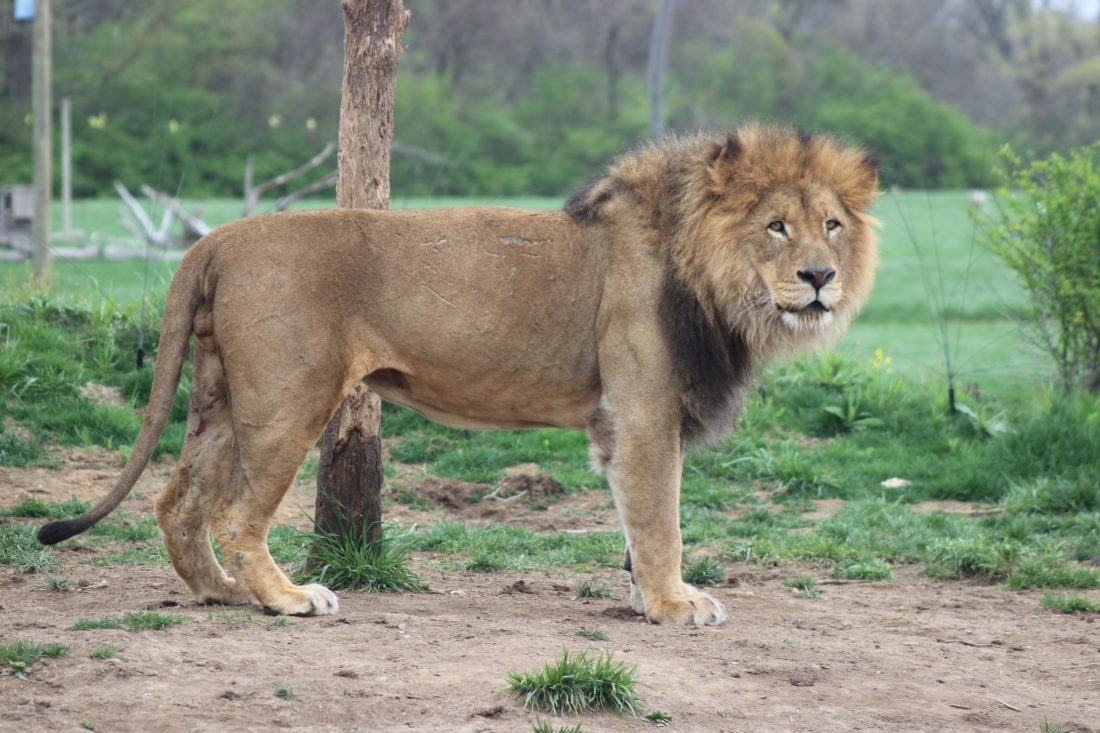 8 Awesome Tips To Simplify Your Next Trip To The Columbus Zoo And Aquarium
