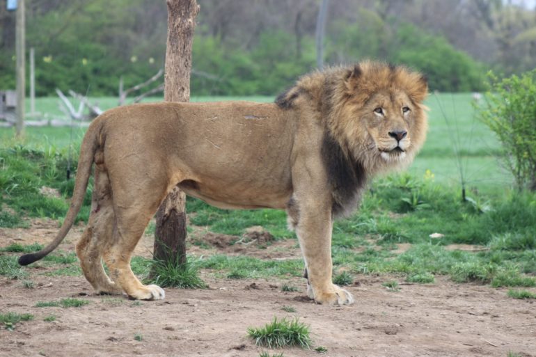 8 Awesome Tips To Simplify Your Next Trip To The Columbus Zoo And Aquarium 1 Zoo Lion