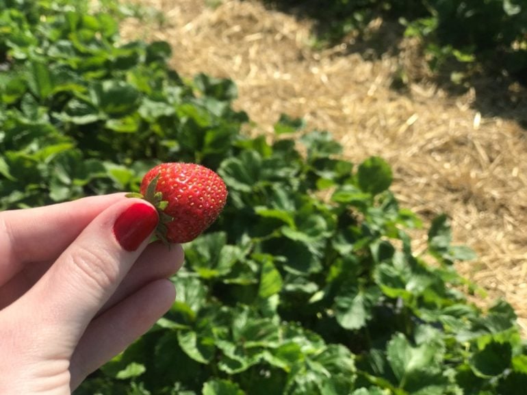 This Adorable Farm South Of Columbus Lets You Pick Your Own Strawberries 5 Hand holding ripe red strawberry in a sunny garden with green plants and mulch.