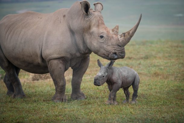 New Baby Rhino At The Wilds Is Very Excited To Go For A Walk With Her Mama