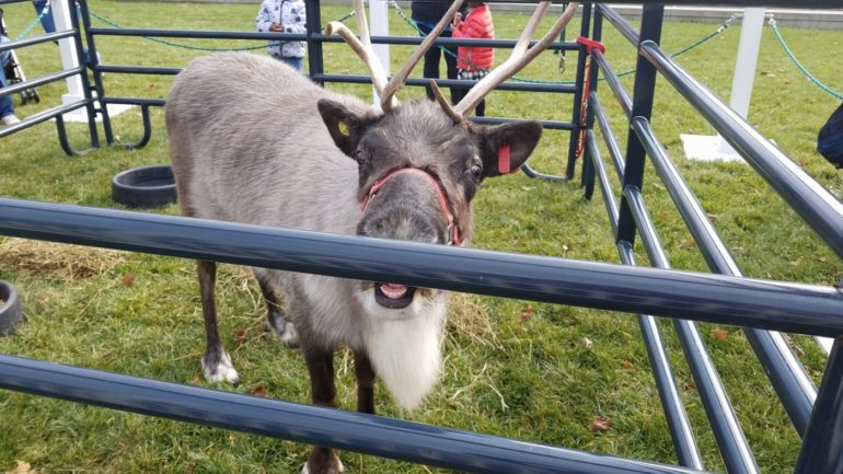 This Reindeer Farm Just North Of Columbus Is Totally Enchanting 9 Pine acre reindeer farm 2020