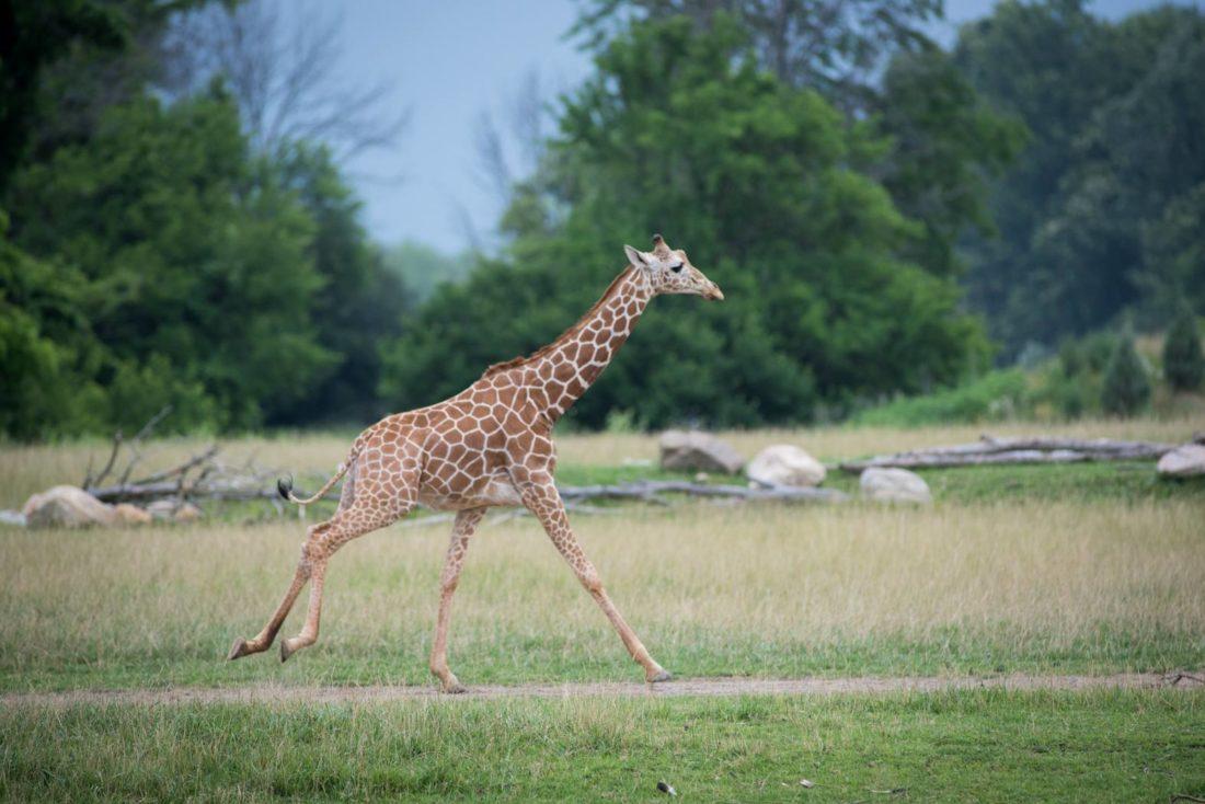 Nat Geo WILD Show Featuring The Columbus Zoo Premieres This Weekend