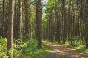 Walnut Woods tall pines