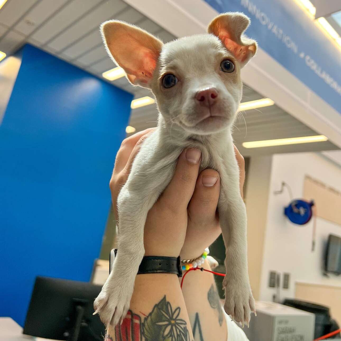 8 PAWsome Places To Volunteer With Animals