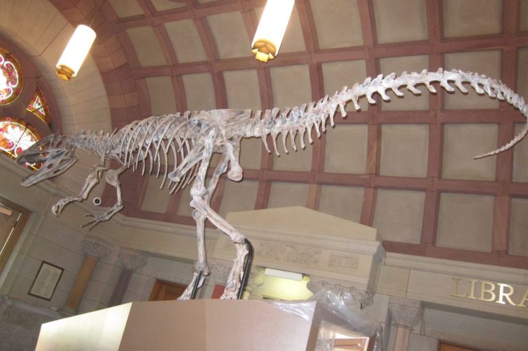 The New Dino At OSU's Orton Geological Museum Is Freakin' Awesome 1 Dinosaur skeleton mounted in ornate coffered hall at Orton Geological Museum