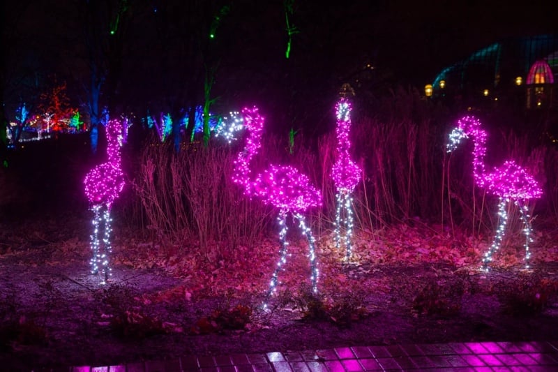 Pink flamingos at Franklin Park Conservatory Aglow