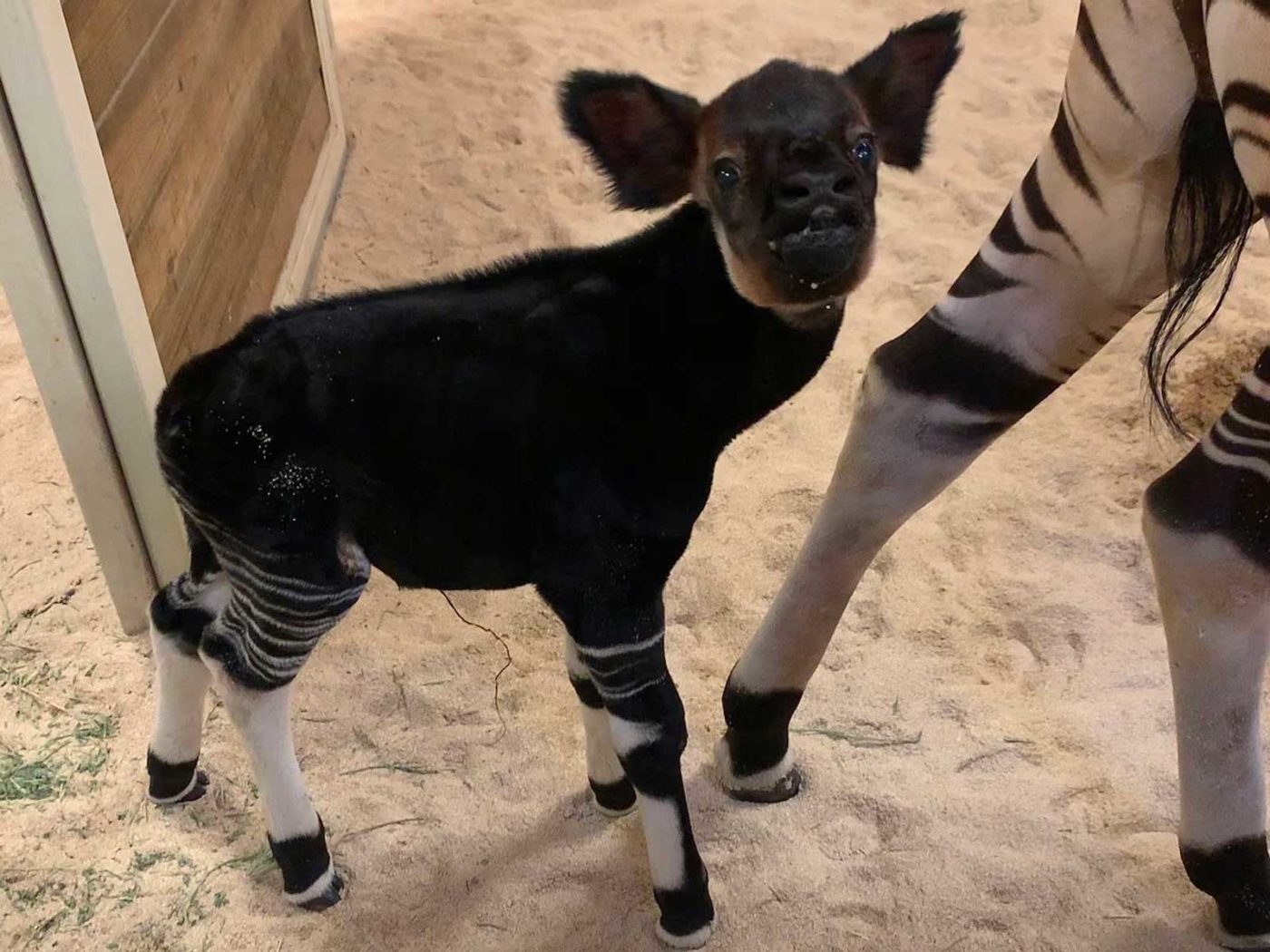 The Columbus Zoo Welcomed A Baby Okapi To The Fam And He Is So Precious