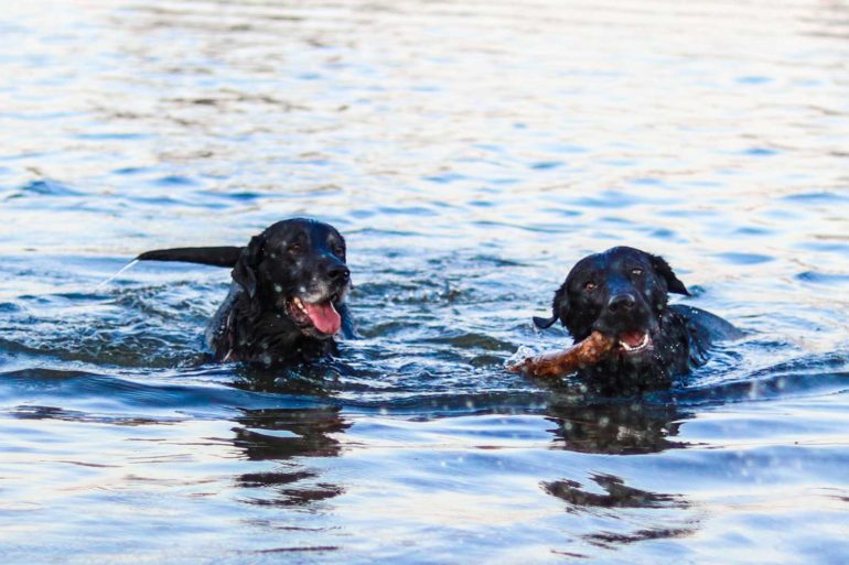The Best Places To Take Your Dog Swimming Around Central Ohio 6 Dog parks swimming 1