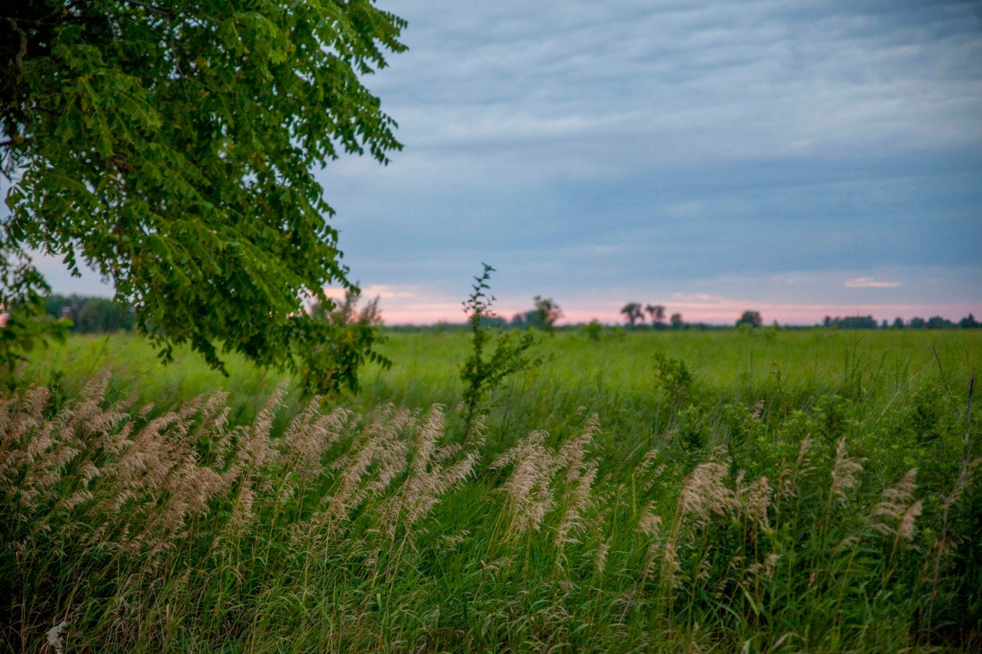 field at darby creek metro park