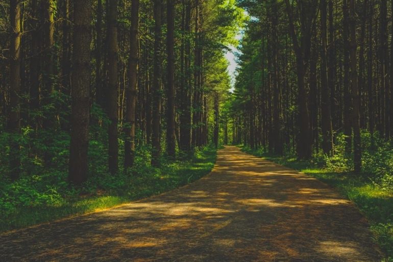 The Tall Pines Area At Walnut Woods Is One Of The Best Kept Secrets In Columbus 3 Walnut woods another world UD