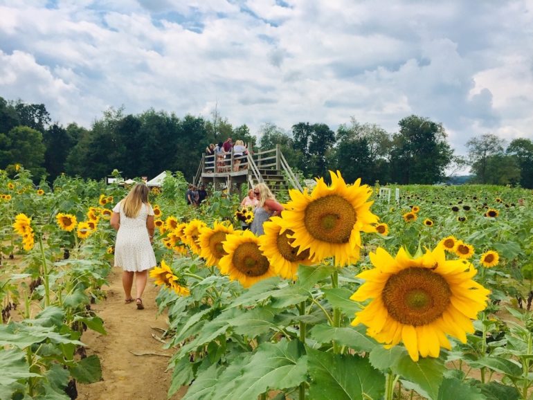 This Sunflower Festival Should Absolutely Be On Your Summer Bucket List 16 Woman in white dress walks through sunflower field with viewing tower