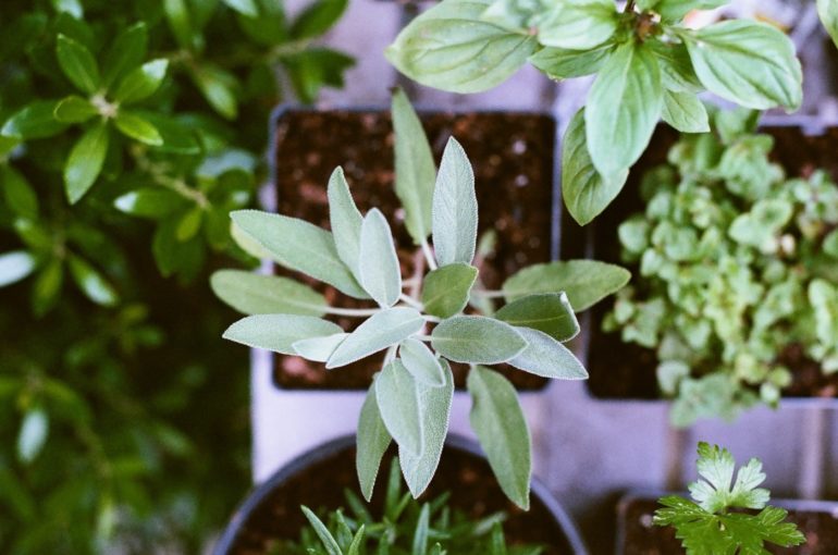 Looking To Add A Little Greenery To Your Life? Visit The Plant Library In Gahanna 3 Potted plants herbs
