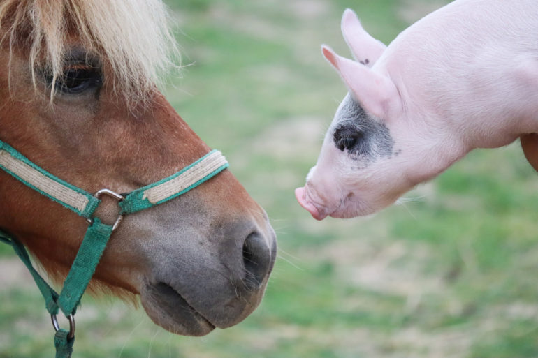 Hang Out With Some Adorable Animals And Do Some Yoga At Sunrise Sanctuary 4 Sunrise sanctuary piglet horse 1
