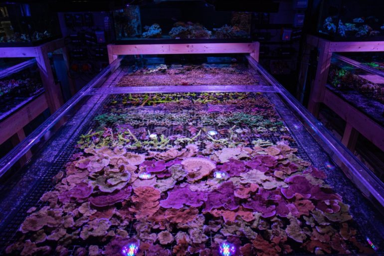 Reef Systems Coral farm Columbus