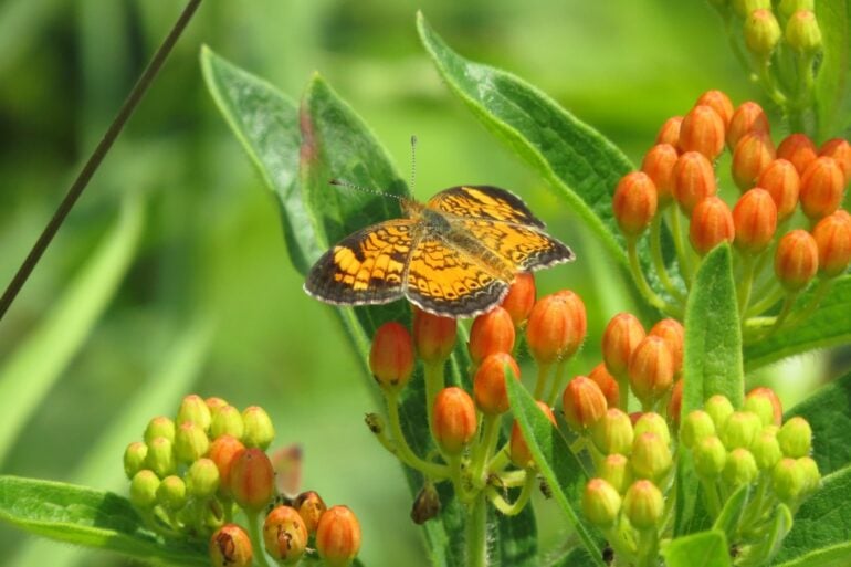 Butterfly Ridge conservation center Hocking Hills