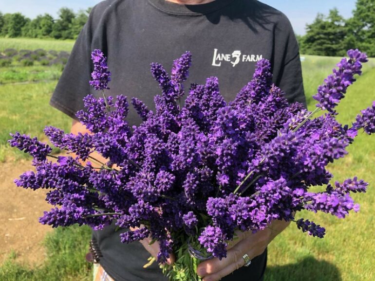 Person in Lane 9 Farm shirt holding vibrant purple lavender bouquet in field.