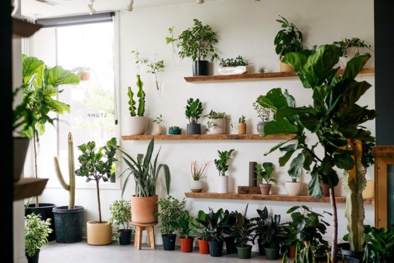 6 Cool Plant Stores To Check Out Around Columbus 3 Houseplants and cacti arranged on wooden shelves and floor at STUMP
