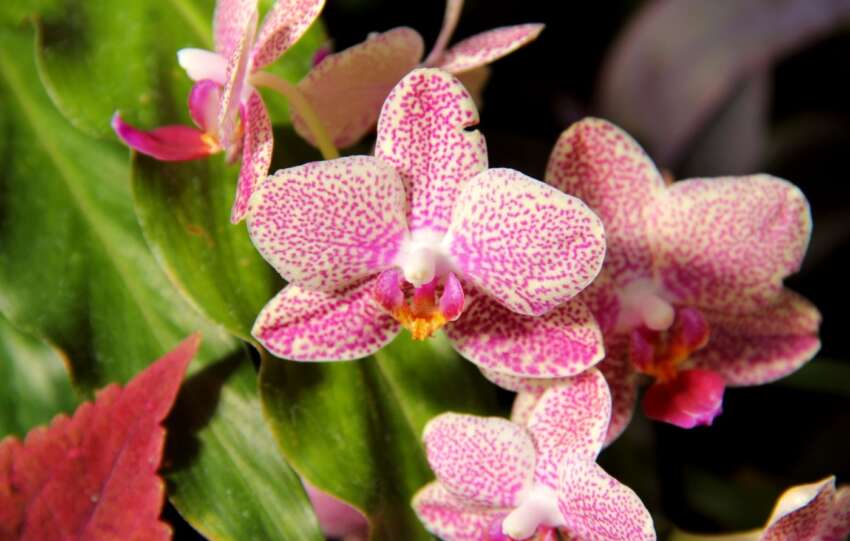 pink and white orchid