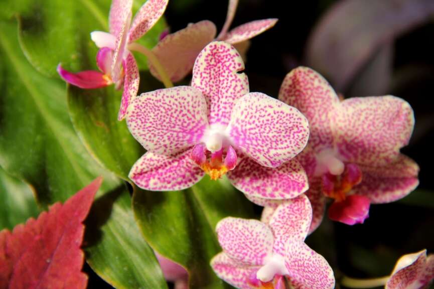 pink and white orchid
