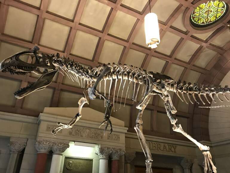 Dinosaur skeleton cast beneath the ornate ceiling of Orton Hall at the Orton Geological Museum