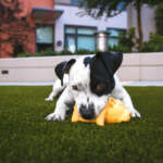 A puppy playing with a toy