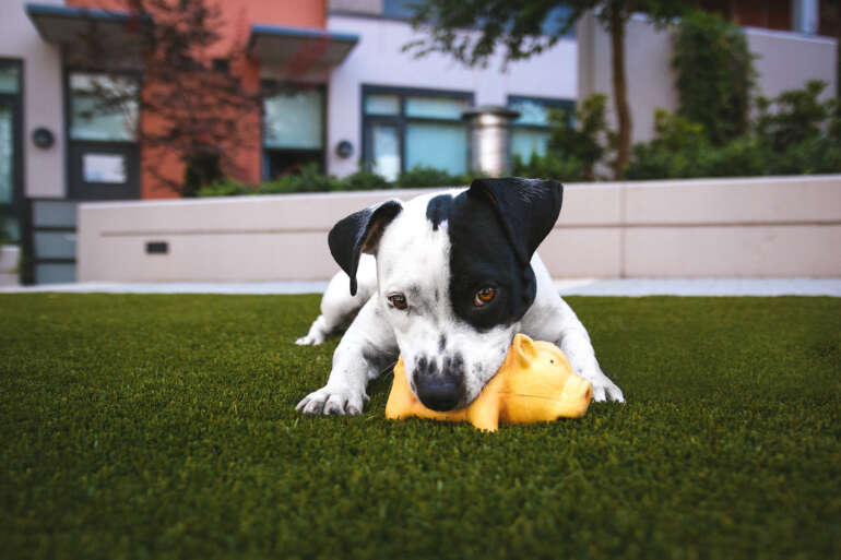 The Best Doggy Daycares In Columbus 16 A puppy playing with a toy