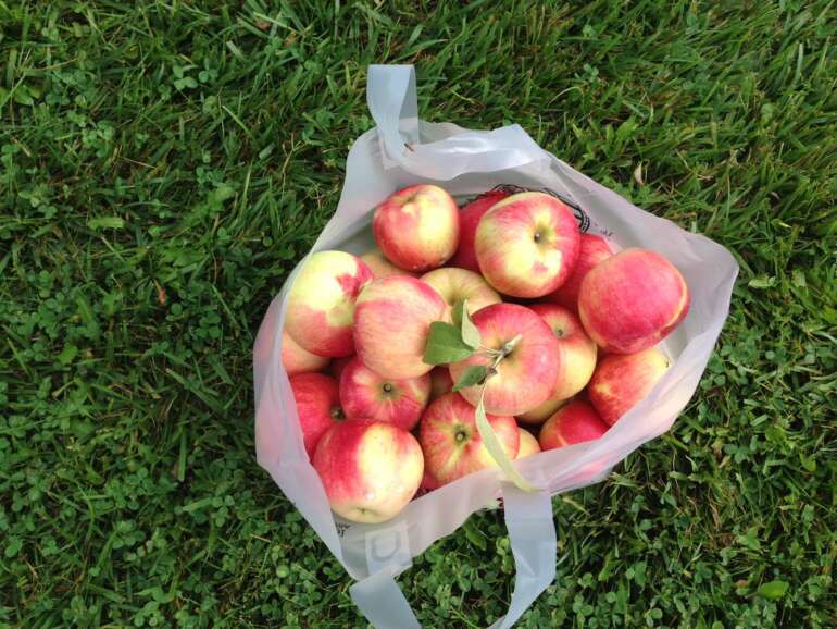 These Charming Apple Orchards Are Perfect Fun For Late Summer Days 2 The Orchard and Company apple picking