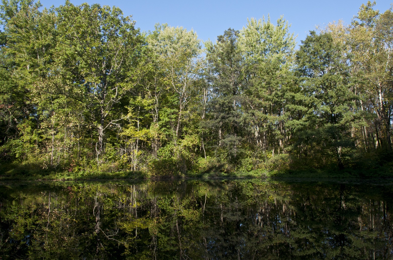 Blacklick Woods Metro Park: The Canopy Walk, Trails, And The Best Things To Do 7 Morning light on Ashton Pond at Blacklick Woods Metro Park