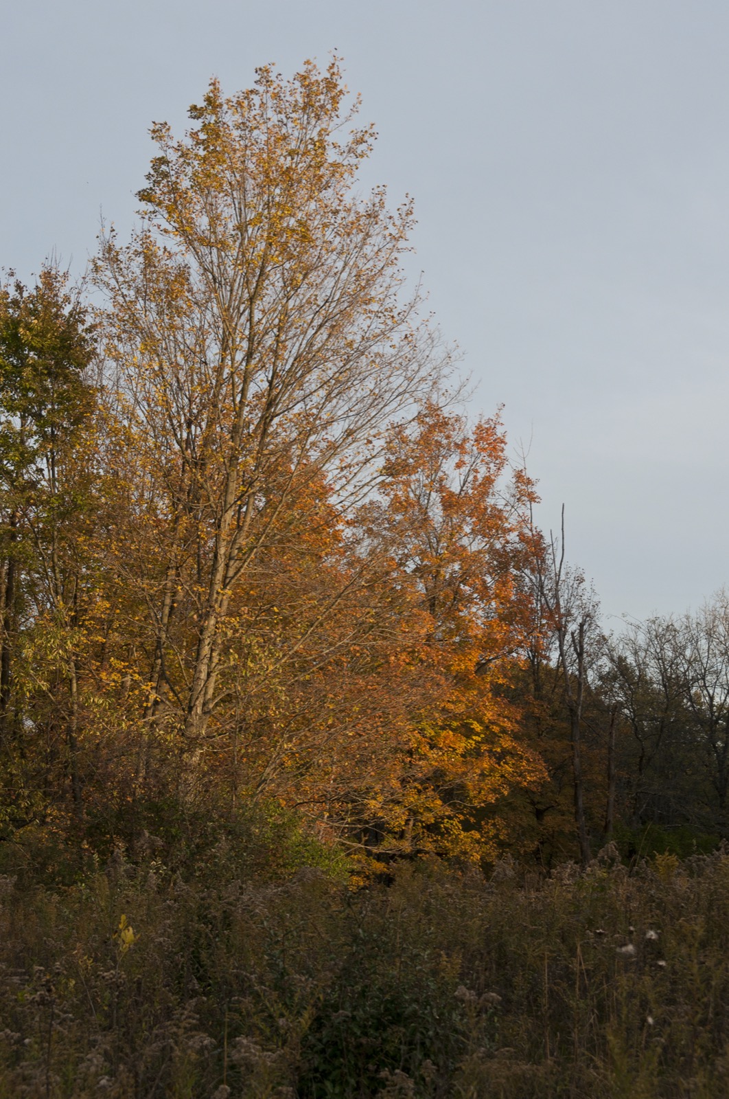 Blacklick Woods Metro Park: The Canopy Walk, Trails, And The Best Things To Do 8 Sugar maples in fall color at Blacklick Woods Metro Park