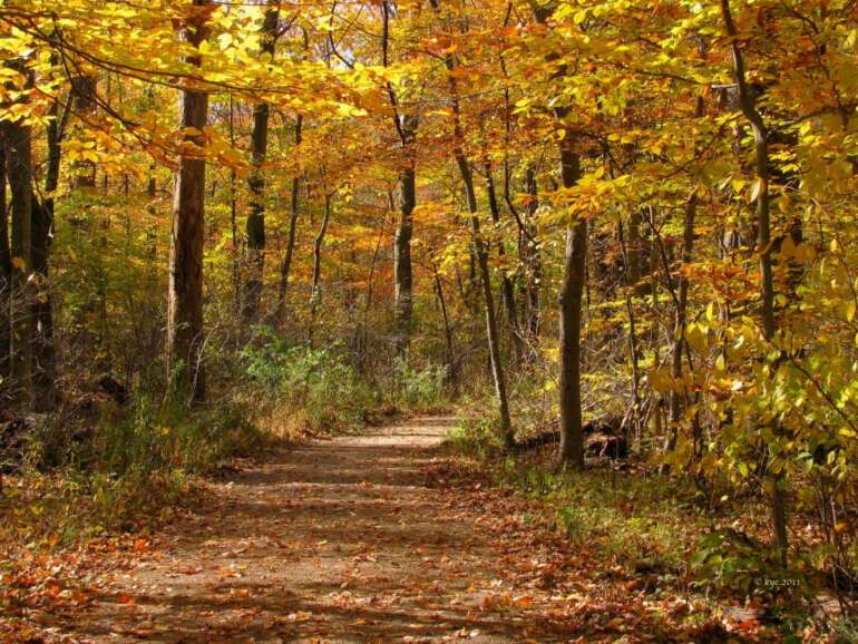 Forest path lined with golden autumn foliage and fallen leaves overhead
