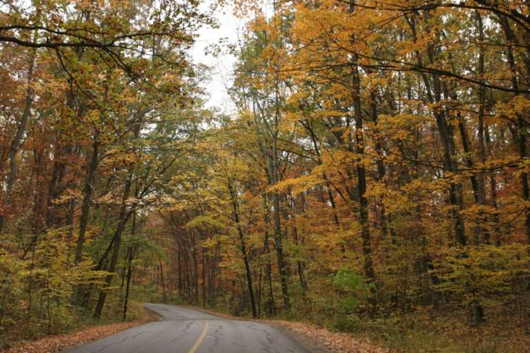 The 9 Best Things To Do At Blendon Woods Metro Park 11 Winding asphalt road through dense forest with golden autumn foliage on both sides.
