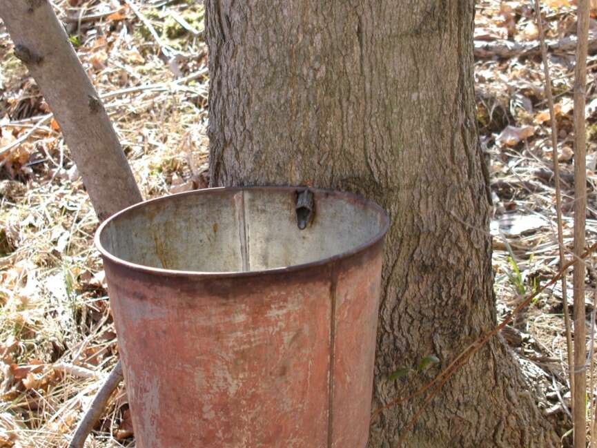 These Central Ohio Maple Syrup Festivals Are The Sweetest