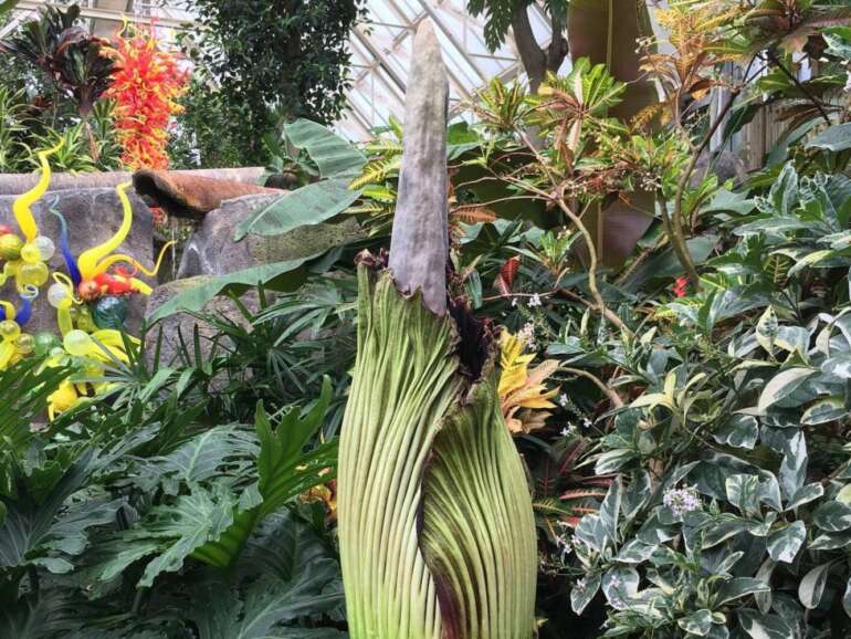 This Rare Plant Is Blooming At Franklin Park Conservatory And It's A Stinky One 8 Corpse plant fpc 23