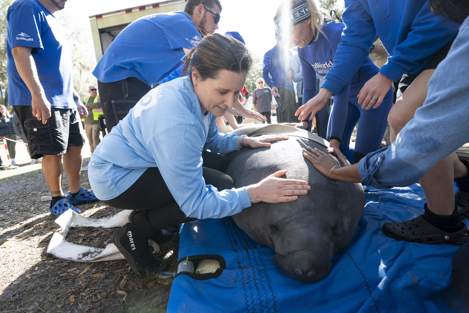 Five Orphaned Manatees Have Left Columbus To Return To The Wild Manatee Release (Squirrel) 6307 - Amanda Carberry, Columbus Zoo and Aquarium