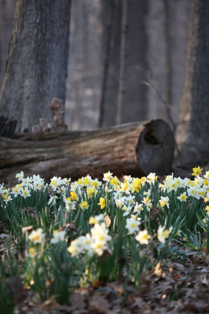 daffodil trail furnace run metro park