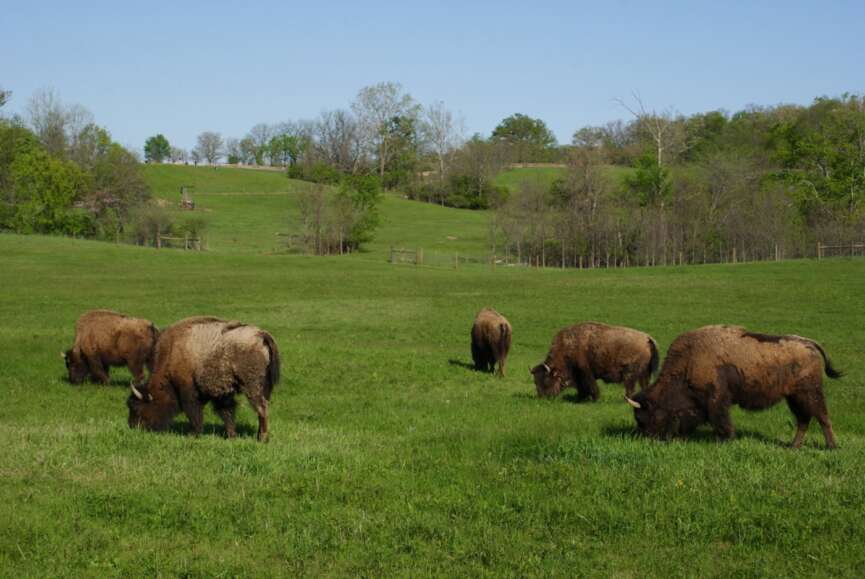 bison grazing at battelle darby creek metro park