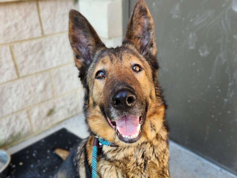 Fcds eden german shepherd (1)