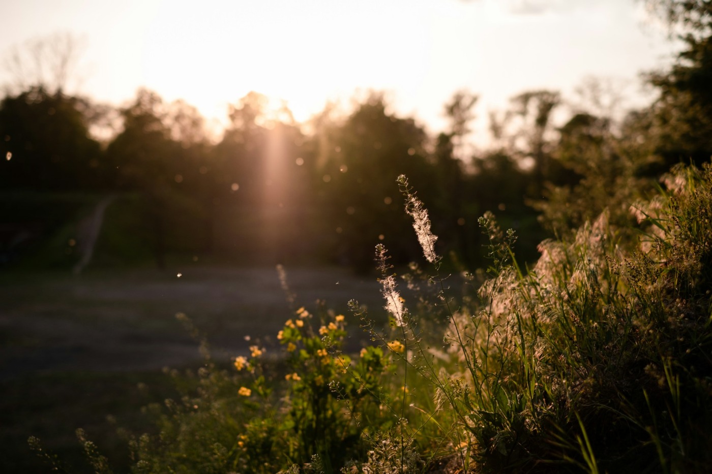 field of wildflowers