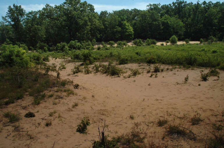 Explore Ohio's Hidden Sand Dunes At Oak Openings Preserve 6 girdham road sand dunes