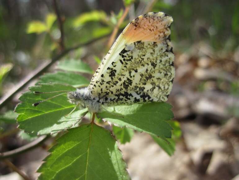 The Best Places To See Butterflies In Ohio 4 butterfly at shawnee state park
