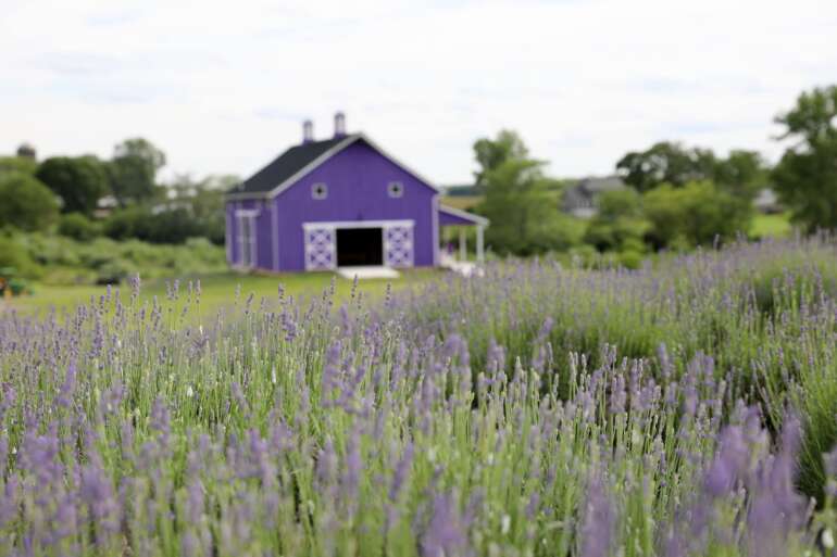 The Best Lavender Farms In Ohio 3 sunset ridge lavender farm