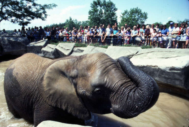 11 School Field Trips You Probably Went On If You Grew Up In Columbus 3 columbus zoo african elephant 1992