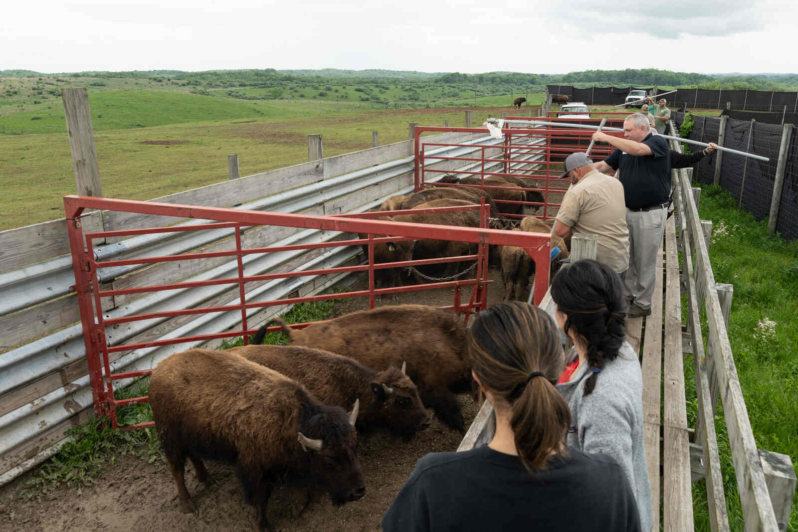 bison