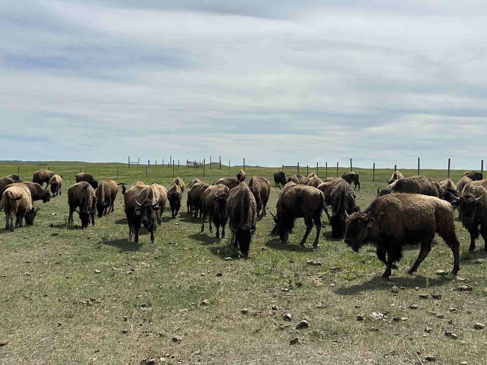 bison herd