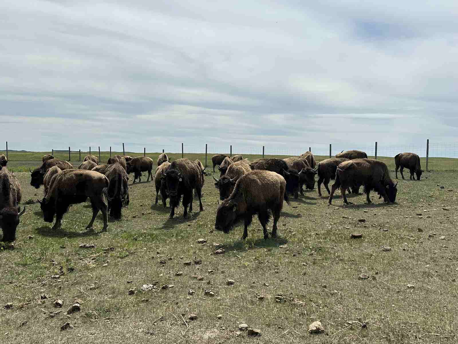 bison herd