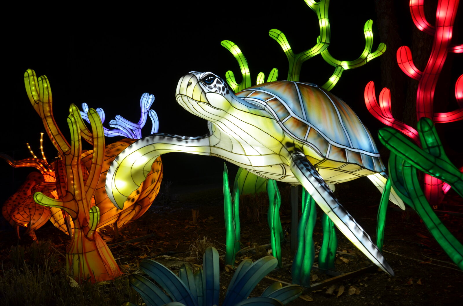 sea turtle lantern columbus zoo