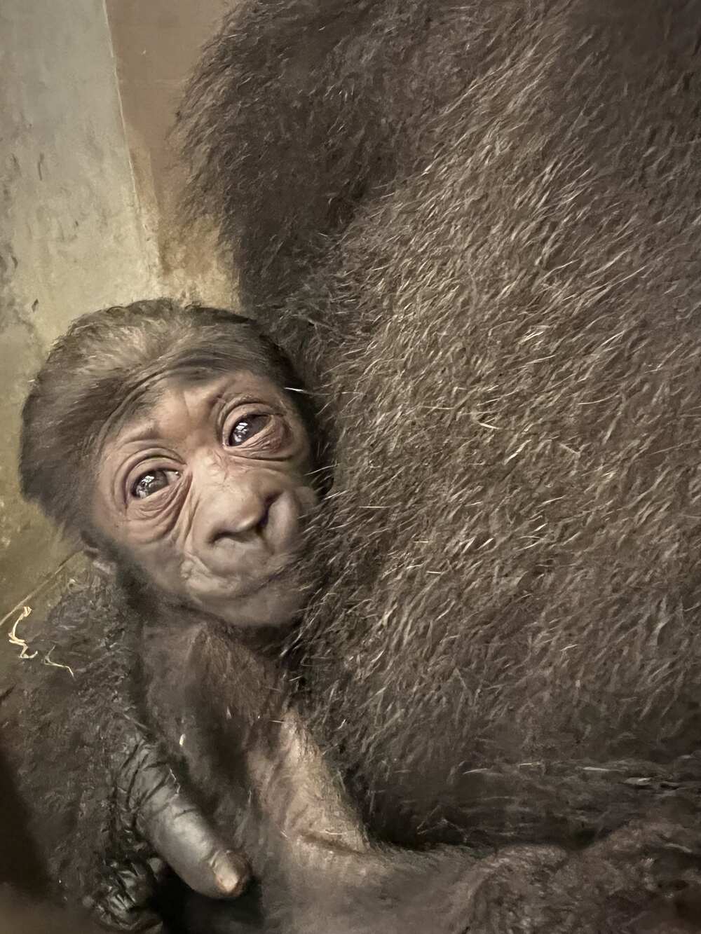 baby gorilla columbus zoo
