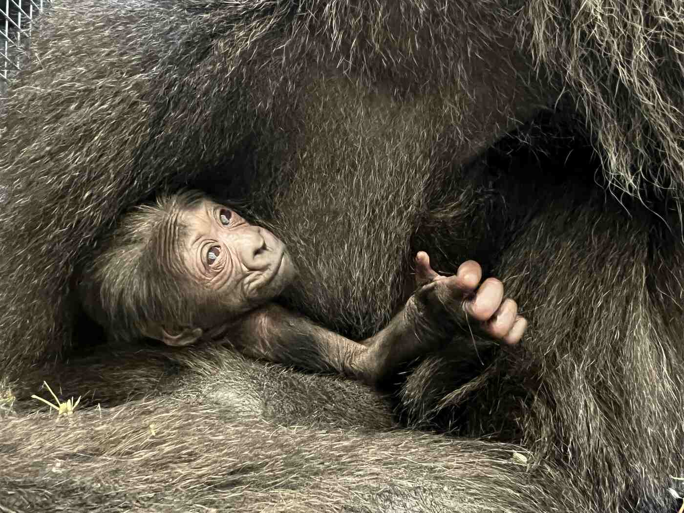 baby gorilla columbus zoo