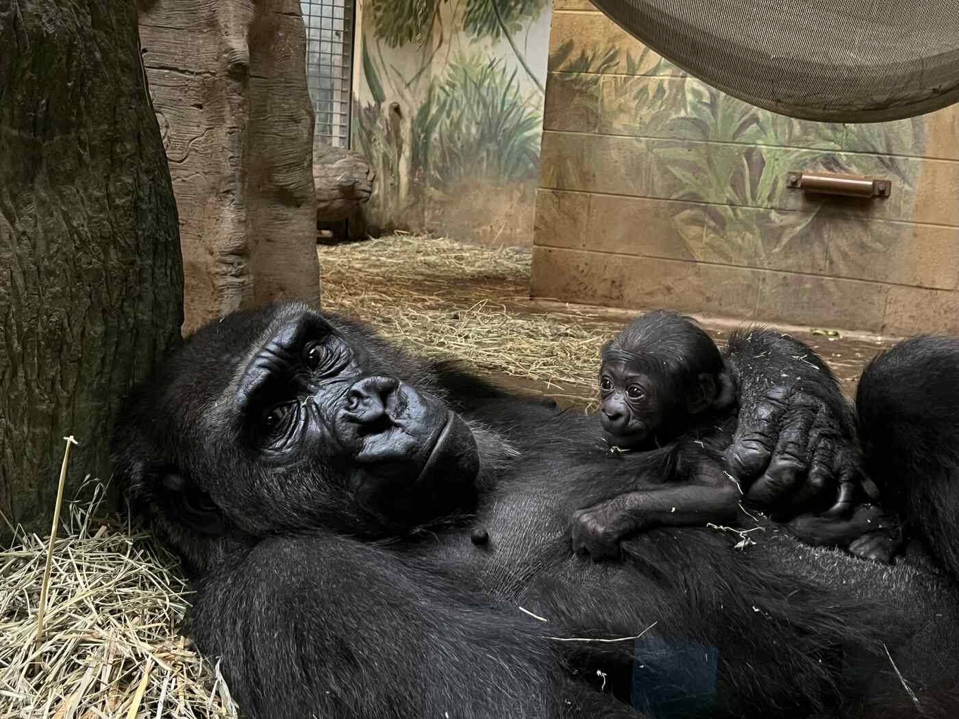 baby gorilla columbus zoo